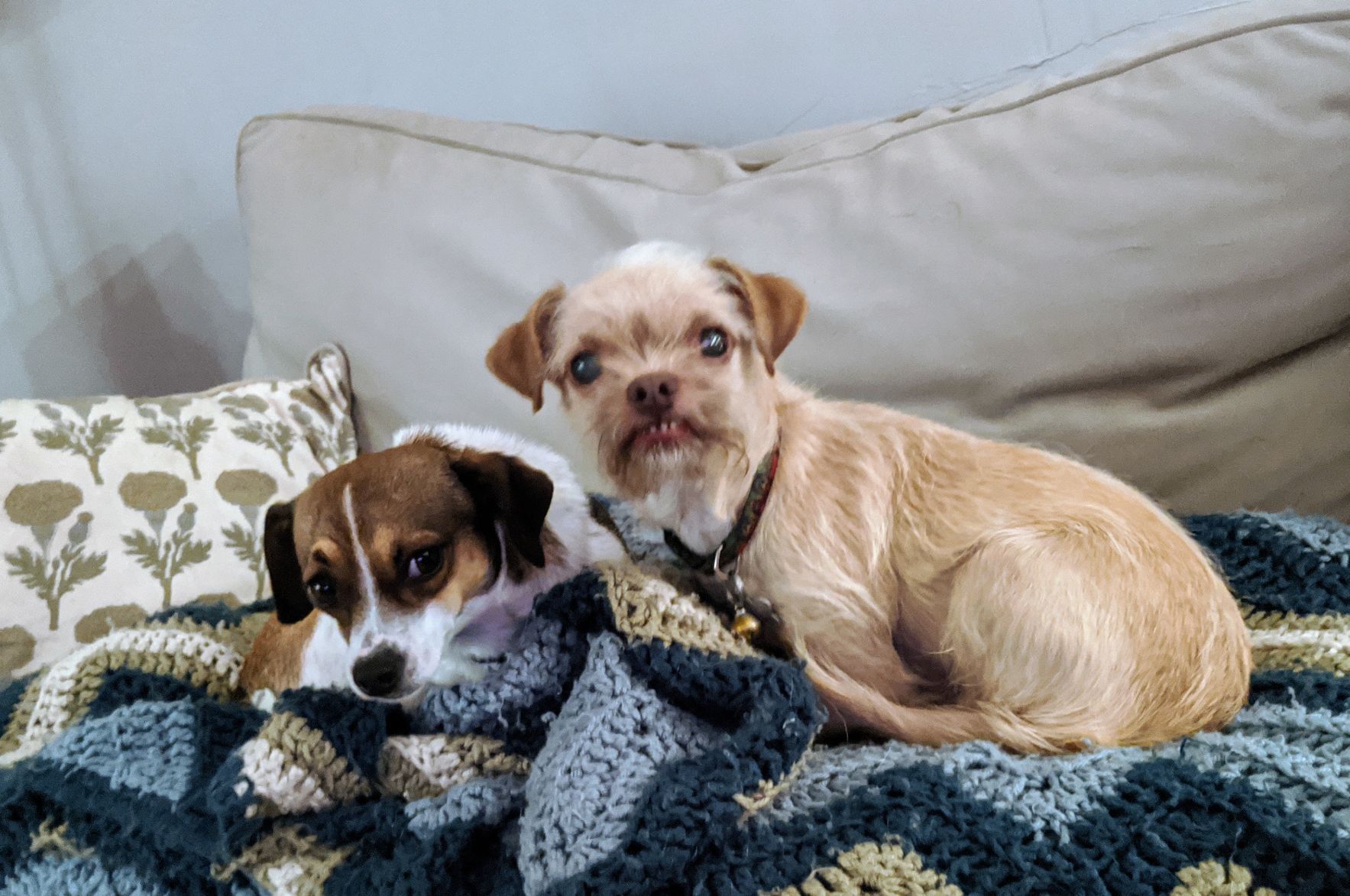 Ziggy and Marley